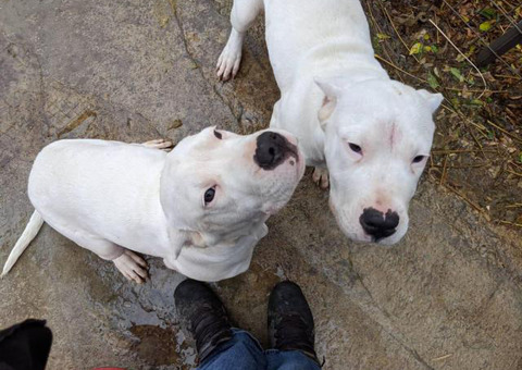 2 female Dogo Argentino puppies for sale