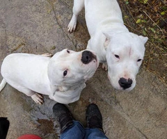 2 female Dogo Argentino puppies for sale