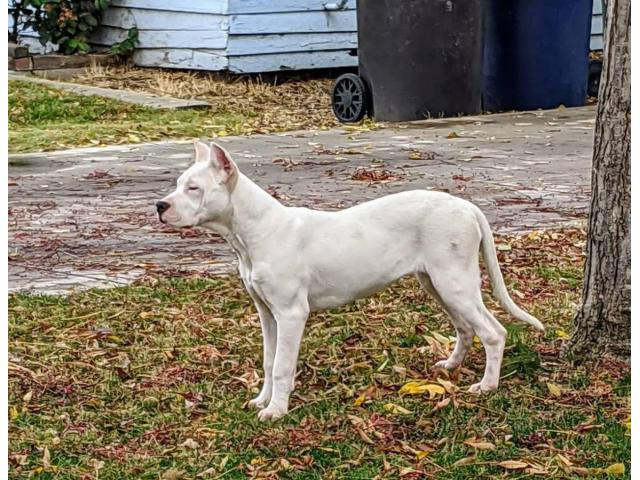 2 female Dogo Argentino puppies for sale in Salinas