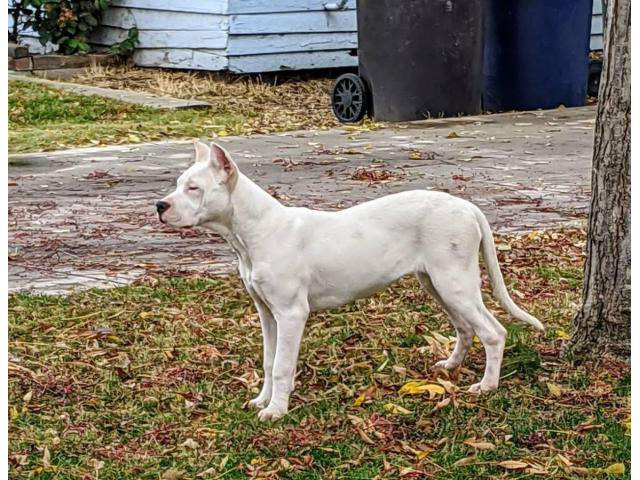 2 female Dogo Argentino puppies for sale in Salinas ...