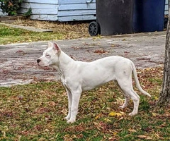 2 female Dogo Argentino puppies for sale - 3