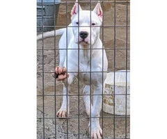 2 female Dogo Argentino puppies for sale - 4