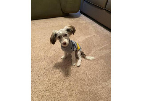 6-month-old Havanese puppy up for sale