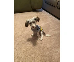 6-month-old Havanese puppy up for sale