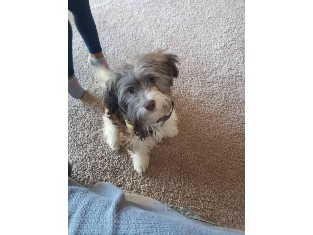 6-month-old Havanese puppy up for sale in Honolulu, Hawaii ...