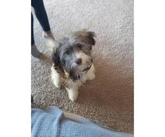 6-month-old Havanese puppy up for sale - 2