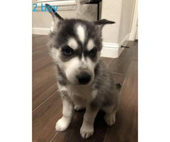 5 Blue Eyes Husky Puppy for Sale - 2