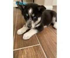 5 Blue Eyes Husky Puppy for Sale - 4