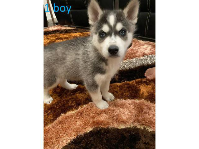 5 Blue Eyes Husky Puppy for Sale in Houston, Texas - Puppies for Sale Near Me