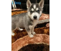 5 Blue Eyes Husky Puppy for Sale - 5