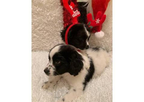 Cockamo puppies male and female available