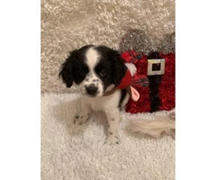 Cockamo puppies male and female available