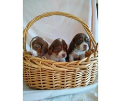 Full-blooded liver-colored beagle puppies - 1