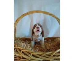 Full-blooded liver-colored beagle puppies - 4