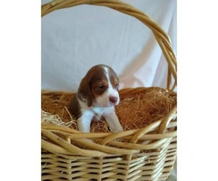 Full-blooded liver-colored beagle puppies - 7