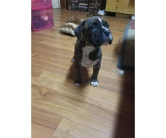 One female champion breed boxer puppy - 2