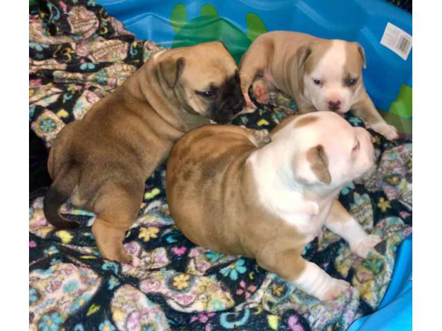 3 American Bully Puppies for rehoming Kannapolis - Puppies for Sale Near Me