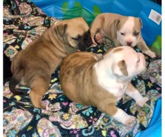 3 American Bully Puppies for rehoming