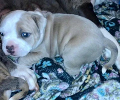 3 American Bully Puppies for rehoming - 2