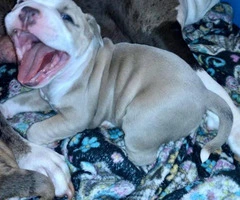 3 American Bully Puppies for rehoming - 3