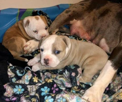 3 American Bully Puppies for rehoming - 4
