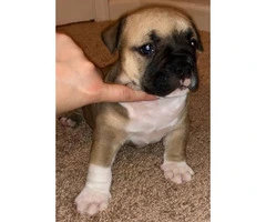 3 American Bully Puppies for rehoming - 5