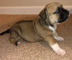 3 American Bully Puppies for rehoming - 6