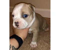 3 American Bully Puppies for rehoming - 7