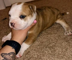 3 American Bully Puppies for rehoming - 8