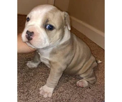 3 American Bully Puppies for rehoming - 9