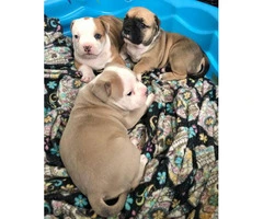 3 American Bully Puppies for rehoming - 10