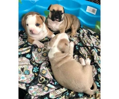 3 American Bully Puppies for rehoming - 11