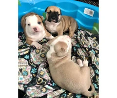 3 American Bully Puppies for rehoming - 12