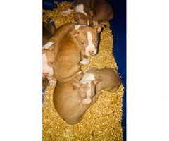 3 females and 3 males Pit bull puppies for sale