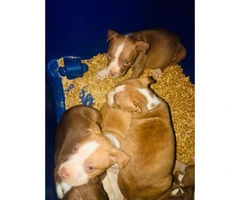 3 females and 3 males Pit bull puppies for sale - 2