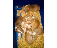 3 females and 3 males Pit bull puppies for sale - 3