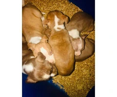 3 females and 3 males Pit bull puppies for sale - 4