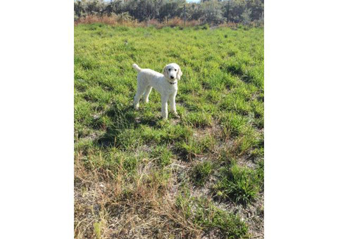 10 months old male standard Poodle puppy up for rehoming