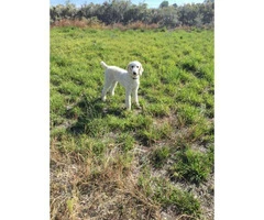 10 months old male standard Poodle puppy up for rehoming