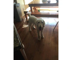 10 months old male standard Poodle puppy up for rehoming - 3