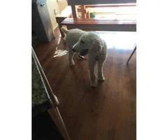 10 months old male standard Poodle puppy up for rehoming - 4