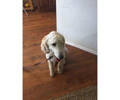 10 months old male standard Poodle puppy up for rehoming - 5