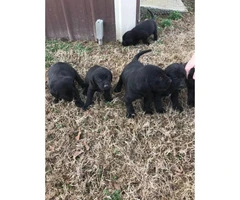 6 black females lab puppies for sale - 1