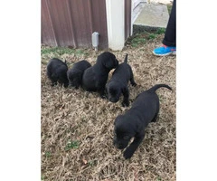 6 black females lab puppies for sale - 2
