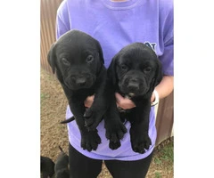 6 black females lab puppies for sale - 3