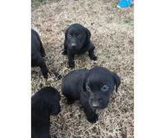 6 black females lab puppies for sale - 4