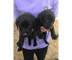 6 black females lab puppies for sale - 5