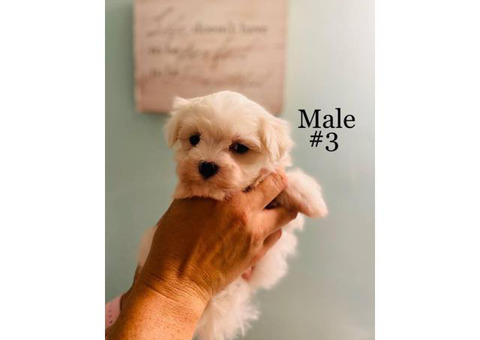3 Male Morkie Puppies for sale