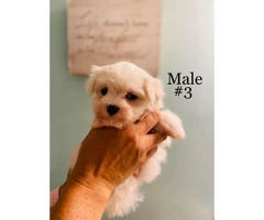 3 Male Morkie Puppies for sale