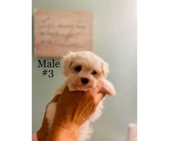 3 Male Morkie Puppies for sale - 2